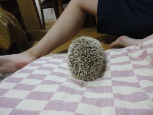 DSC01862